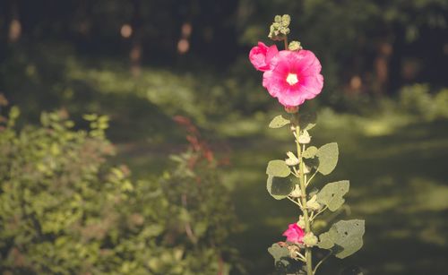 Close-up of pink flowering plant on field