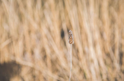 Close-up of wilted plant on field