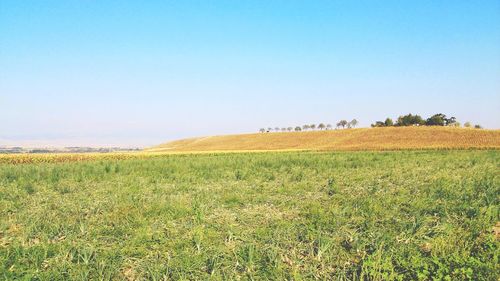 Scenic view of field against clear sky