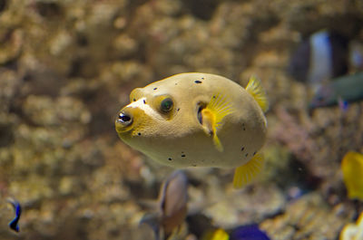 Close-up of fish swimming in sea