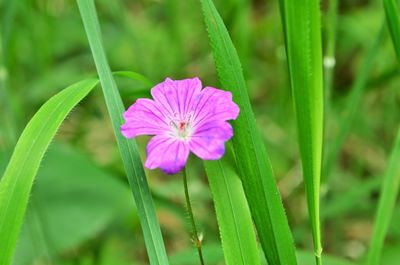 Close-up of flower blooming outdoors