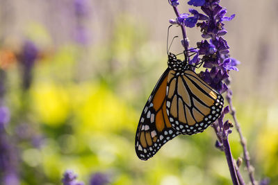 Close-up of butterfly on purple flower