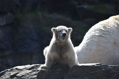 Polar bear cub herta from the tierpark berlin