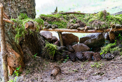 View of an animal on rock