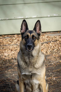 Portrait of dog sitting outdoors