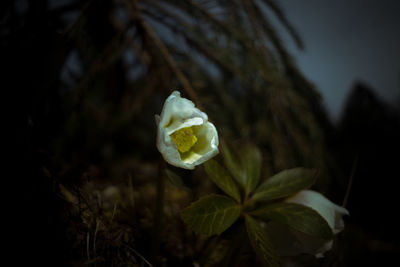 Close-up of white flowering plant