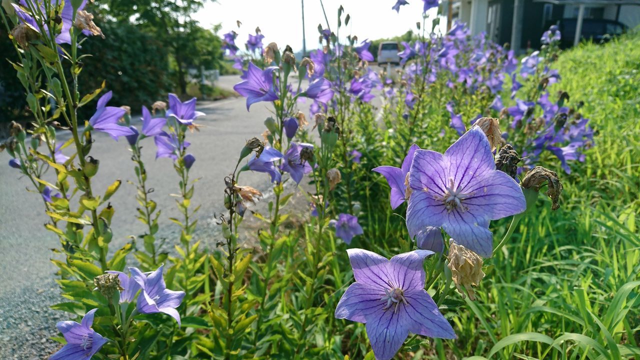 flowering plant, flower, plant, vulnerability, beauty in nature, freshness, growth, purple, fragility, petal, close-up, nature, flower head, inflorescence, no people, day, focus on foreground, field, green color, botany, outdoors, iris - plant