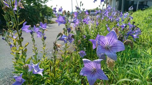 flowering plant