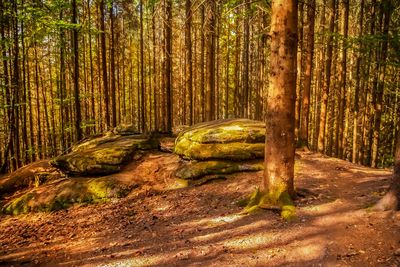 Trees in forest