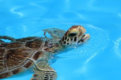 A injured sea turtle is hospitalized inside the turtle hospital on marathon island.	