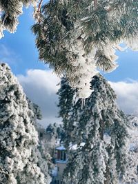 Low angle view of snow covered trees against sky