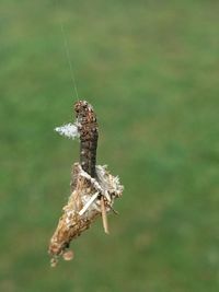 Close-up of insect on plant