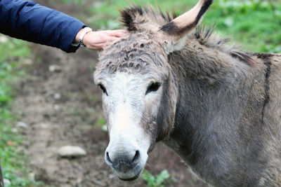 Close-up of a gray donkey standing in a grass field with a female hand petting it