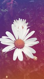 Close-up of white flower blooming outdoors