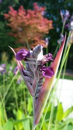 Close-up of flower blooming outdoors