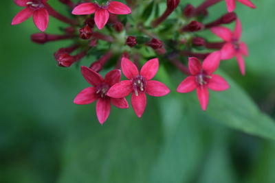 Close-up of flowers blooming outdoors