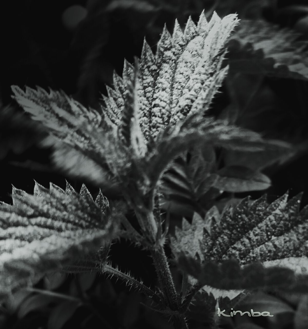 CLOSE-UP OF PLANT GROWING ON PLANT