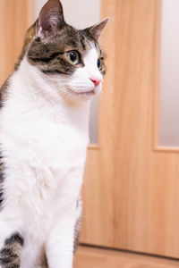 Close-up of cat looking away