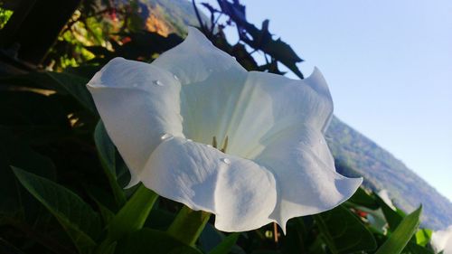 Close-up of white flowers