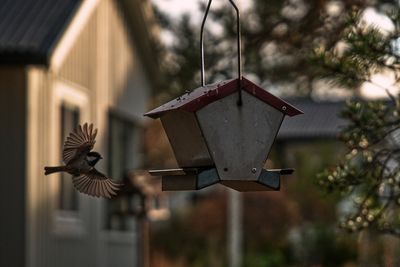 bird feeder
