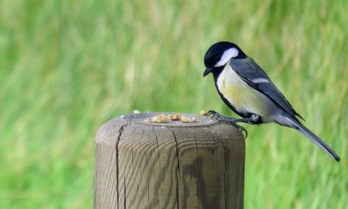 Close-up of bird perching on wooden post