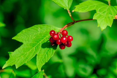 Close-up of red berries growing on tree