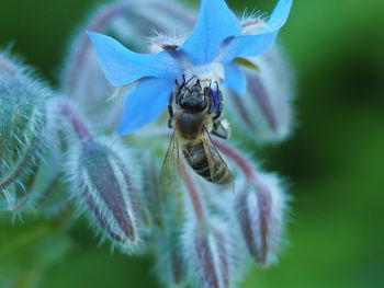 Close-up of bee on flower