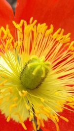 Close-up of yellow flower