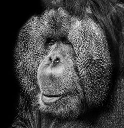 Close-up portrait of orangutan