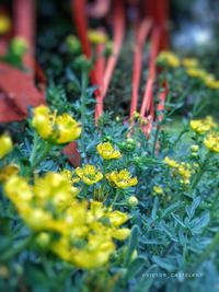 Close-up of yellow flowering plants on field