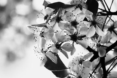 Low angle view of flowers blooming against sky