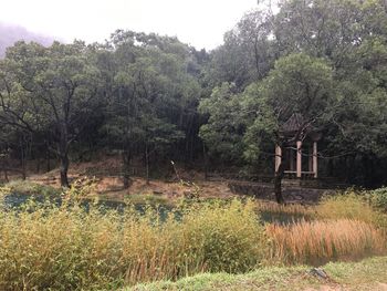 Plants and trees on landscape against clear sky