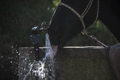 View of dog in water