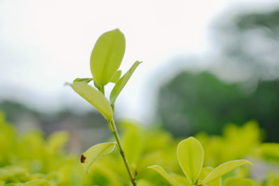 Close-up of plant