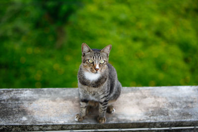 Portrait of tabby cat on wall