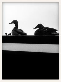 Low angle view of birds perching on tree