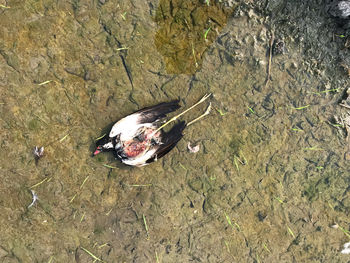 High angle view of fish swimming in lake