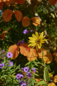 Close-up of yellow flowering plant