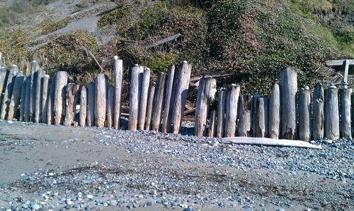 Trees in a row