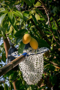 Low angle view of fruits on tree