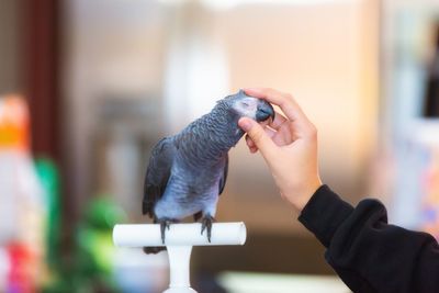 Cropped image of woman stroking african grey parrot