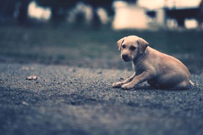 Portrait of a dog