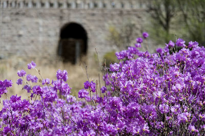 Close-up of purple flowers against built structure