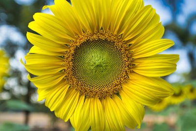 Close-up of sunflower
