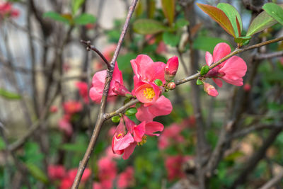 Close-up of flowers against blurred background