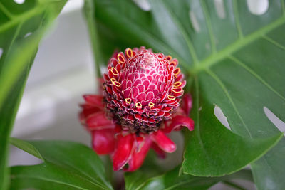 Close-up of pink flowers