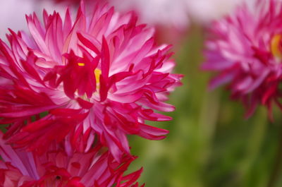 Close-up of red flowers blooming outdoors