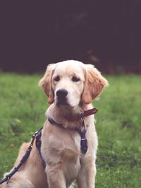 Dog sticking out tongue on field