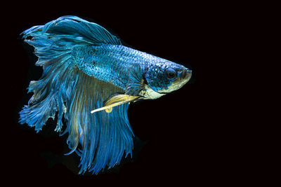 Close-up of fish swimming in sea