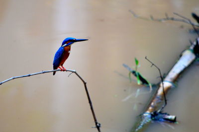 Bird perching on railing